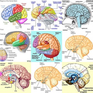 The Amazing Human Brain